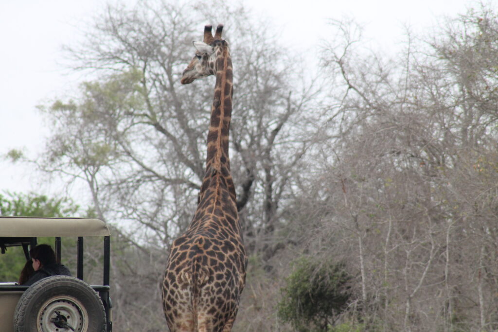 The Kruger and Sabi Sand Luxury Tented Camp Safari - Lion Sighting on Game Drive - SafariLife