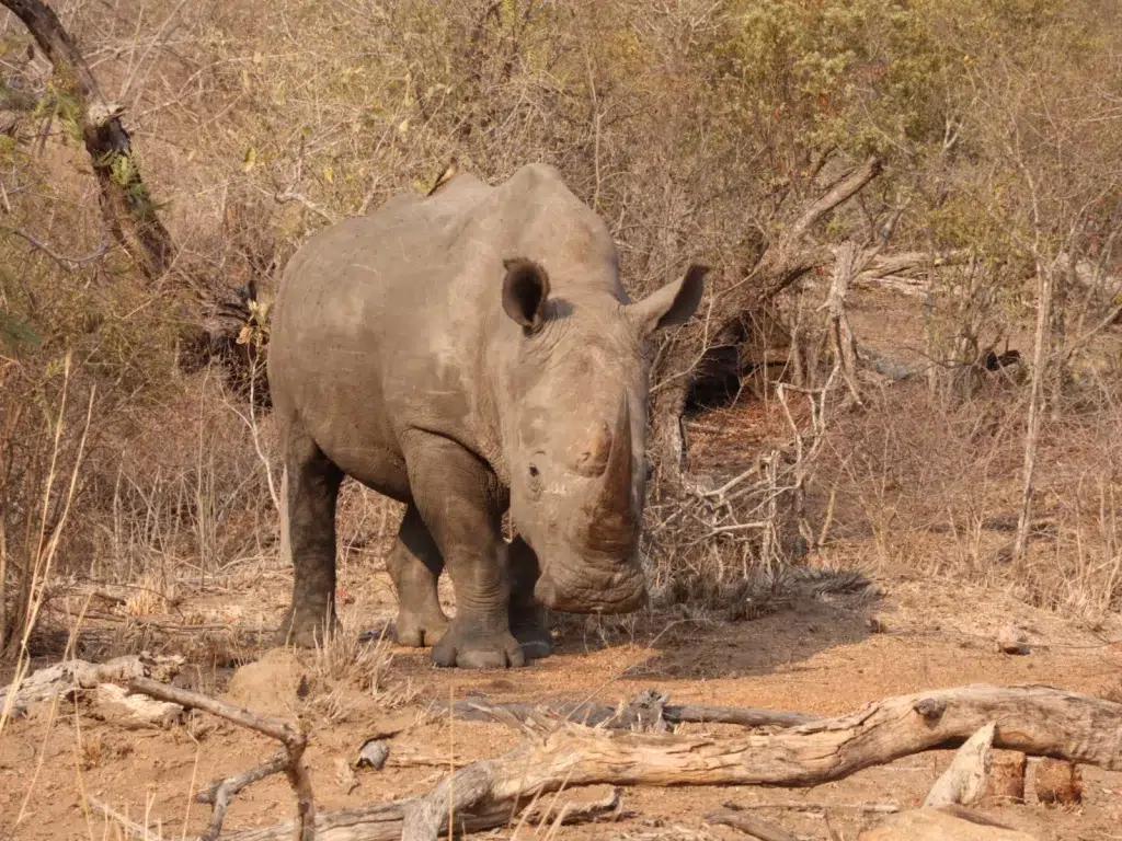 Tracking the Big Five on Foot