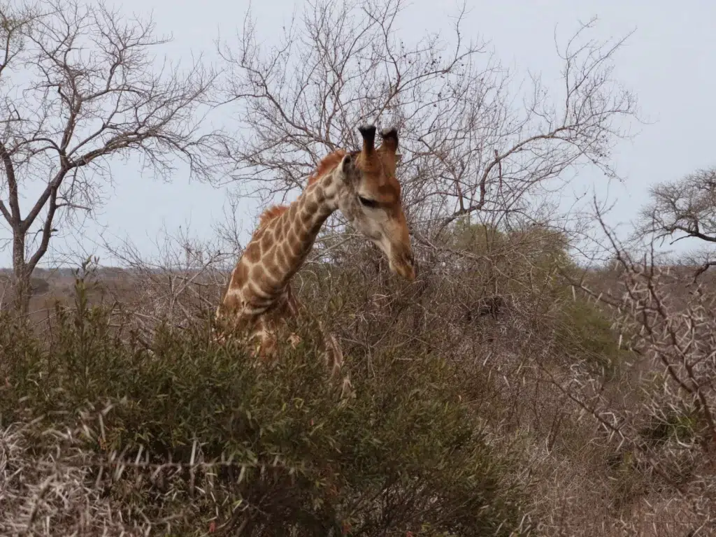 Tracking the Big Five on Foot