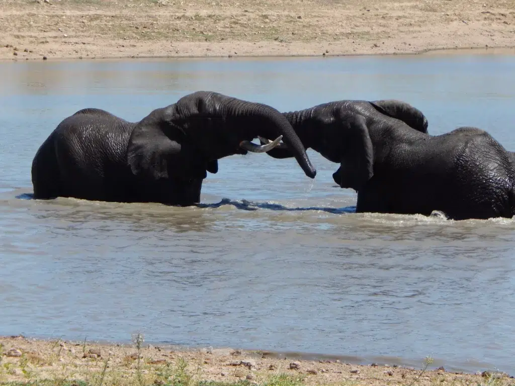 Tracking the Big Five on Foot