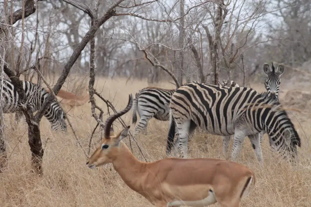 Tracking the Big Five on Foot